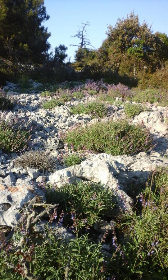Vlasta Mali Lošinj Esterno foto